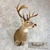 Whitetail Deer Shoulder Taxidermy Mount For Sale - Image 4