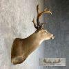 Whitetail Deer Shoulder Taxidermy Mount For Sale - Image 5
