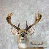 Whitetail Deer Shoulder Taxidermy Mount For Sale - Image 7