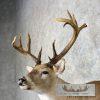Whitetail Deer Shoulder Taxidermy Mount For Sale - Image 6