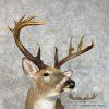 Whitetail Deer Shoulder Taxidermy Mount For Sale - Image 8