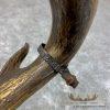 1932 Trophy Book Whitetail Deer Taxidermy Shoulder Mount For Sale - Image 7