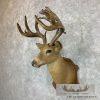 1932 Trophy Book Whitetail Deer Taxidermy Shoulder Mount For Sale - Image 2
