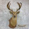 1932 Trophy Book Whitetail Deer Taxidermy Shoulder Mount For Sale - Image 3