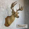 1932 Trophy Book Whitetail Deer Taxidermy Shoulder Mount For Sale - Image 4