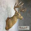 1932 Trophy Book Whitetail Deer Taxidermy Shoulder Mount For Sale - Image 6