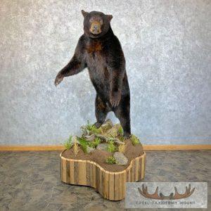 Glacier Bear Life-Size Taxidermy Mount Taxidermy