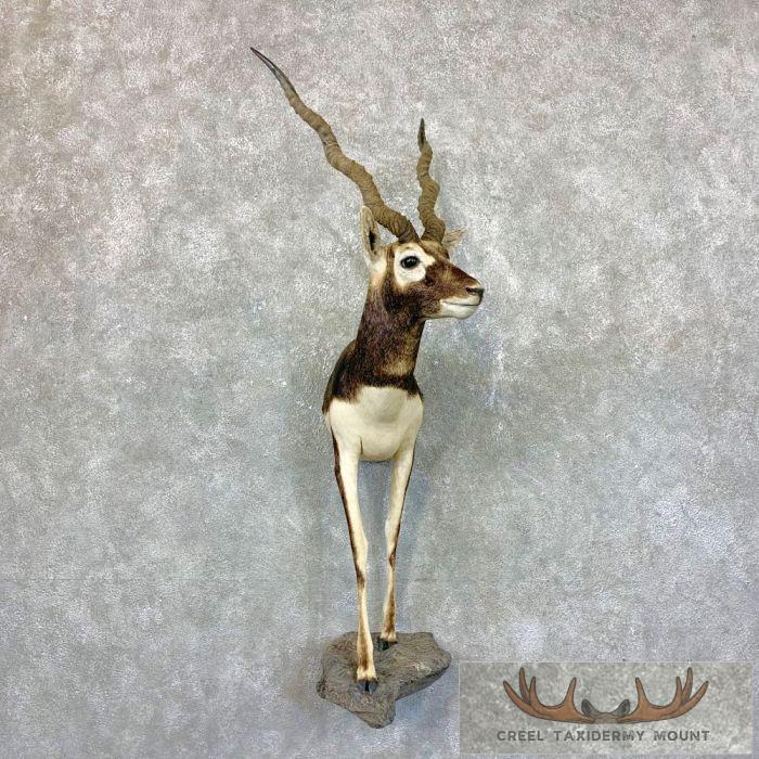 India Blackbuck 1/2 Life-Size Taxidermy Mount For Sale