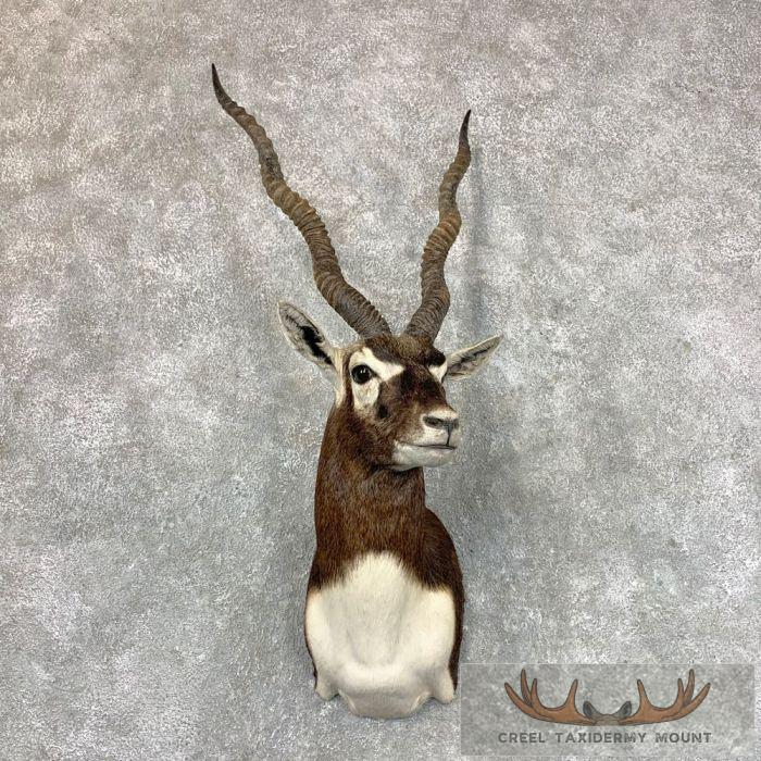 India Blackbuck Taxidermy Shoulder Mount For Sale