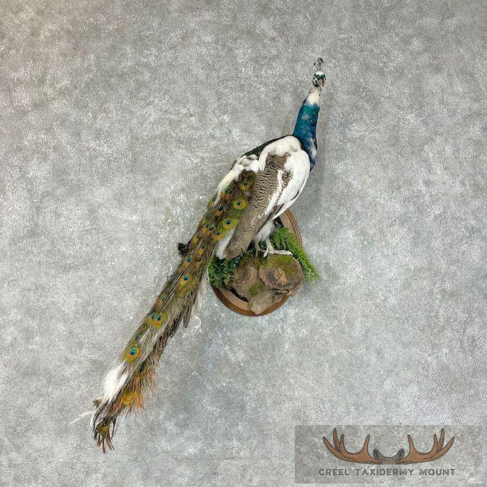 Indian Pied Peacock Taxidermy Bird Mount For Sale