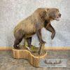 Inland Grizzly Bear Life-Size Taxidermy Mount For Sale