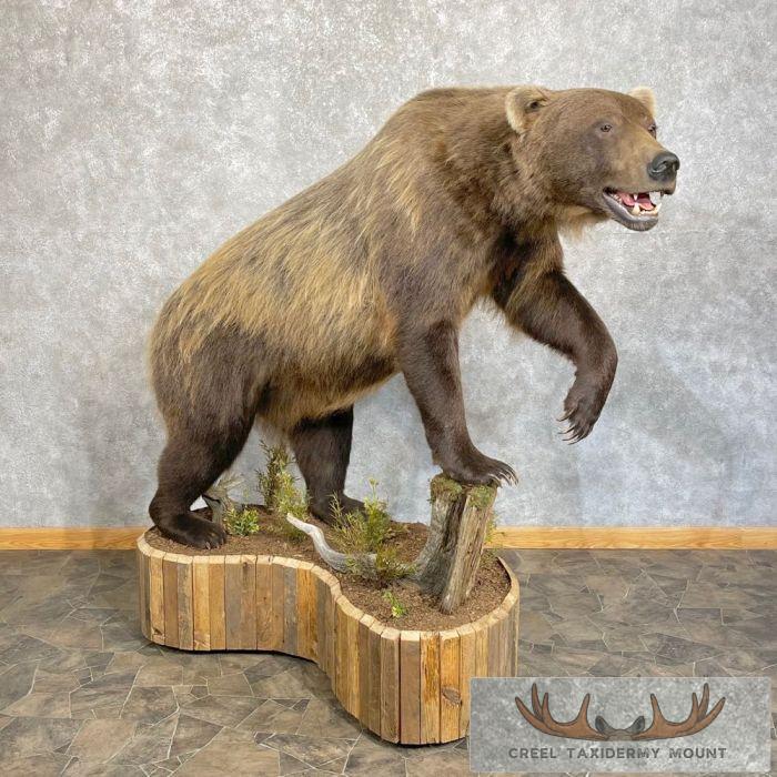 Inland Grizzly Bear Life-Size Taxidermy Mount For Sale