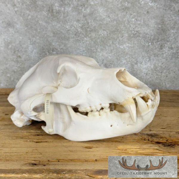 Inland Grizzly Bear Full Skull For Sale