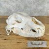 Inland Grizzly Bear Full Skull For Sale