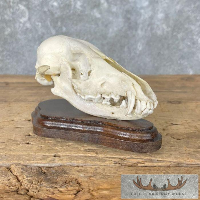 Jackal Full Skull Taxidermy Mount For Sale