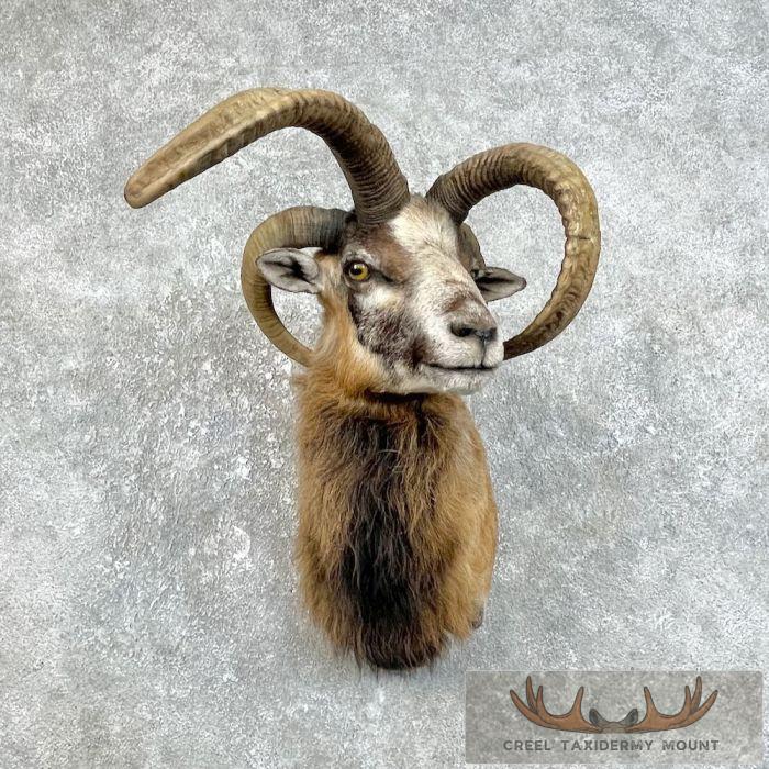 Jacobs Four Horn Cross Taxidermy Shoulder Mount For Sale
