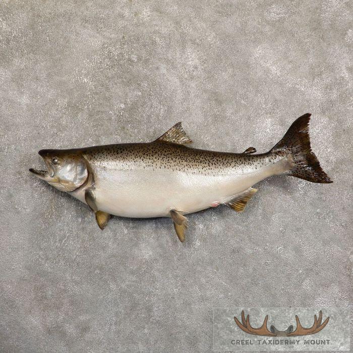 36" King (Chinook) Salmon Fish Mount For Sale