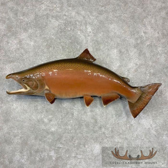 Spawning Phase King (Chinook) Salmon Fish Mount For Sale