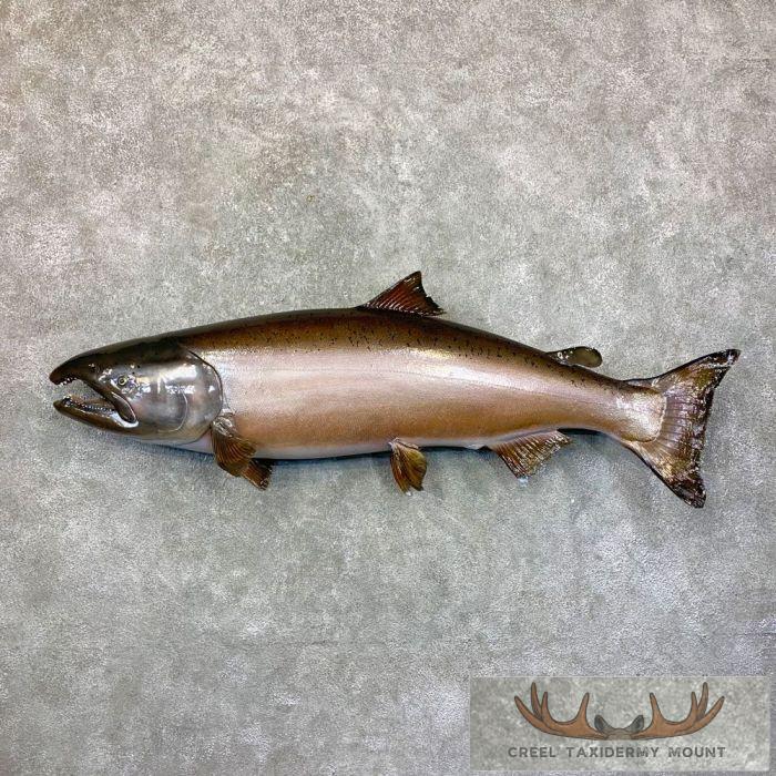 King (Chinook) Salmon Fish Mount For Sale