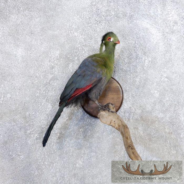 Knysna Lourie Taxidermy Bird Mount For Sale