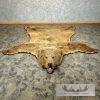 Kodiak Brown Bear Full-Size Taxidermy Rug Mount For Sale