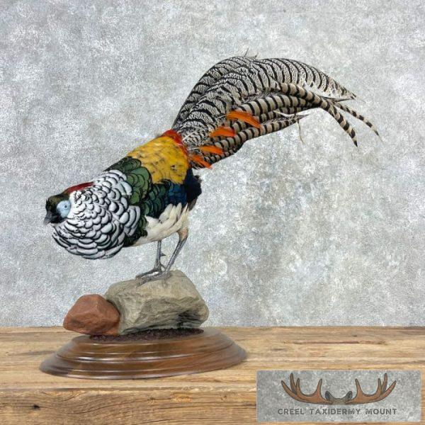 Lady Amherst Pheasant Taxidermy Bird Mount For Sale