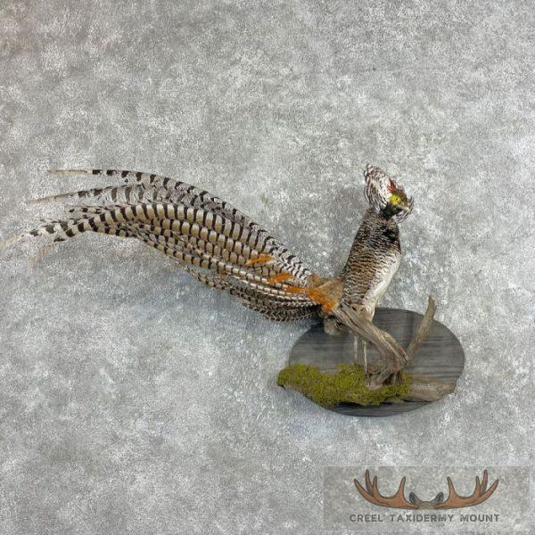 Lady Amherst Pheasant Taxidermy Bird Mount For Sale