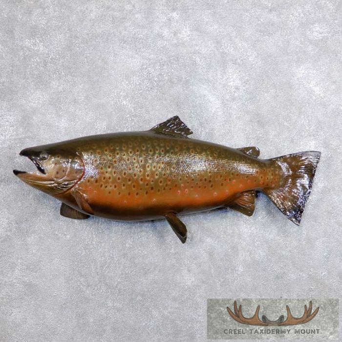 37" German Brown Trout Taxidermy Fish Mount For Sale