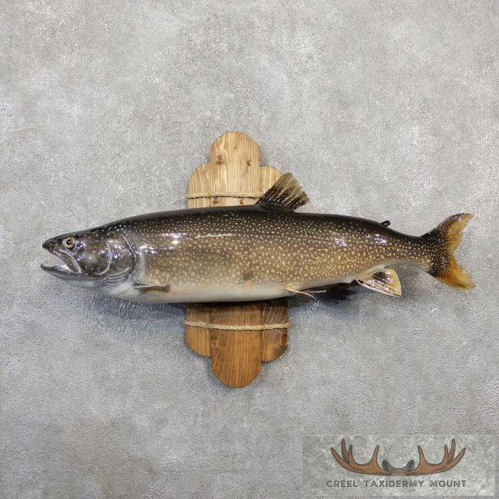 35" Lake Trout Taxidermy Fish Mount For Sale