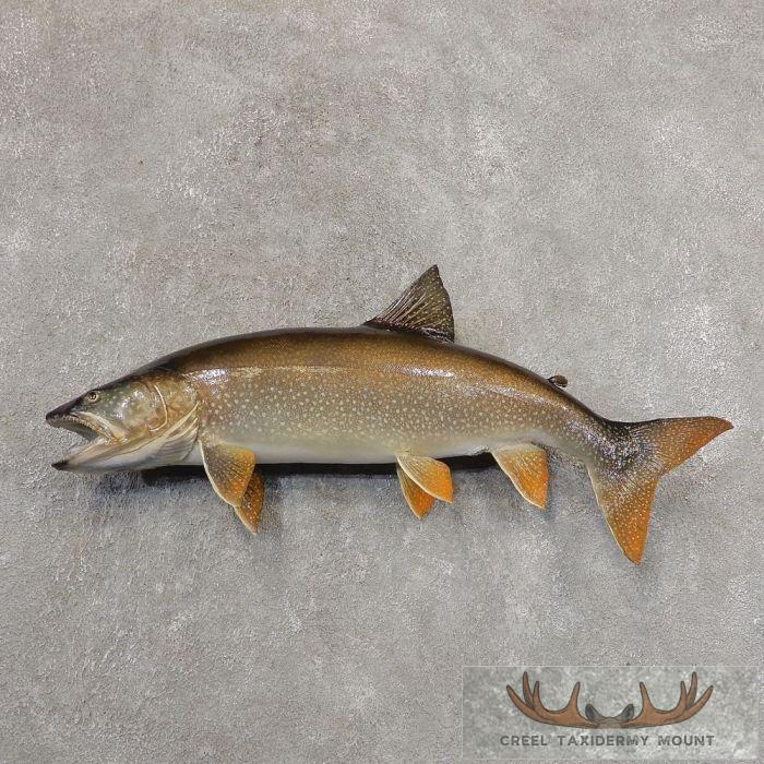 28.25" Lake Trout Taxidermy Fish Mount For Sale