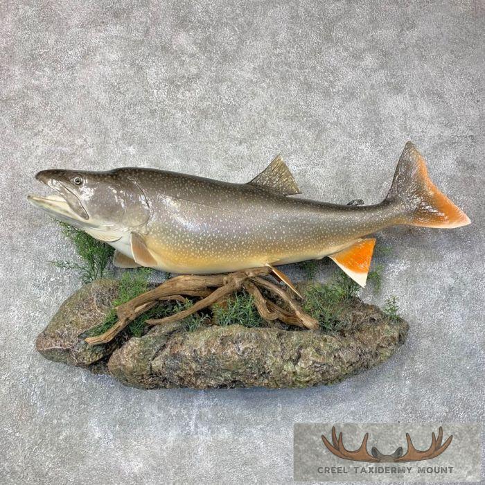 Lake Trout Taxidermy Fish Mount For Sale