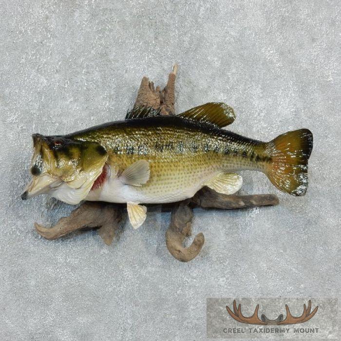 21.5" Largemouth Bass Taxidermy Fish Mount For Sale