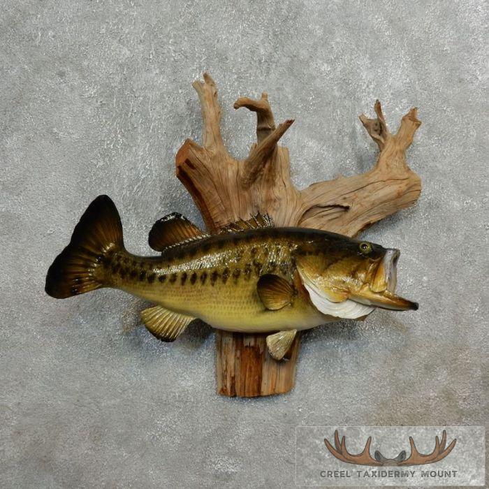 23" Largemouth Bass Taxidermy Fish Mount For Sale