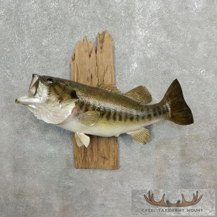 21.75" Largemouth Bass Taxidermy Fish Mount For Sale