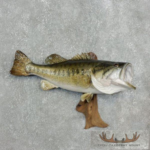 20.5" Largemouth Bass Taxidermy Fish Mount For Sale