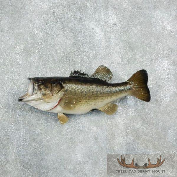 20" Largemouth Bass Taxidermy Fish Mount For Sale