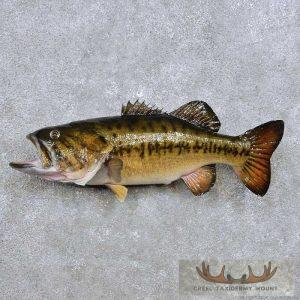 21" Largemouth Bass Taxidermy Fish Mount Taxidermy