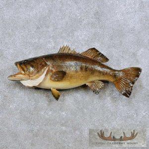 22" Largemouth Bass Taxidermy Fish Mount Taxidermy