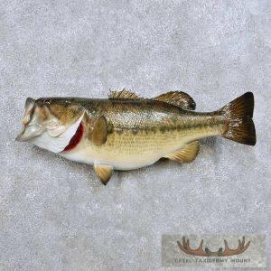21" Largemouth Bass Taxidermy Fish Mount Taxidermy