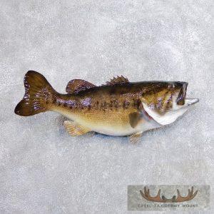 22.25" Largemouth Bass Taxidermy Fish Mount Taxidermy