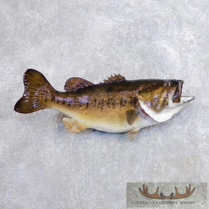 22.25" Largemouth Bass Taxidermy Fish Mount For Sale