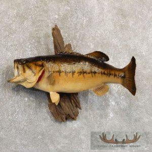 22.5" Largemouth Bass Taxidermy Fish Mount Taxidermy