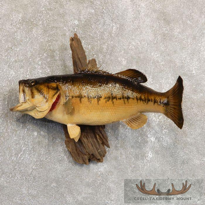 22.5" Largemouth Bass Taxidermy Fish Mount For Sale