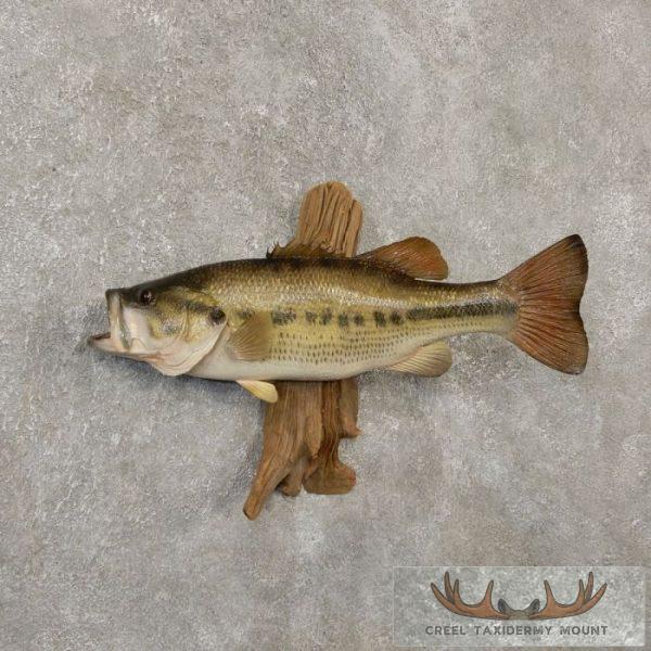 17.875" Largemouth Bass Taxidermy Fish Mount For Sale