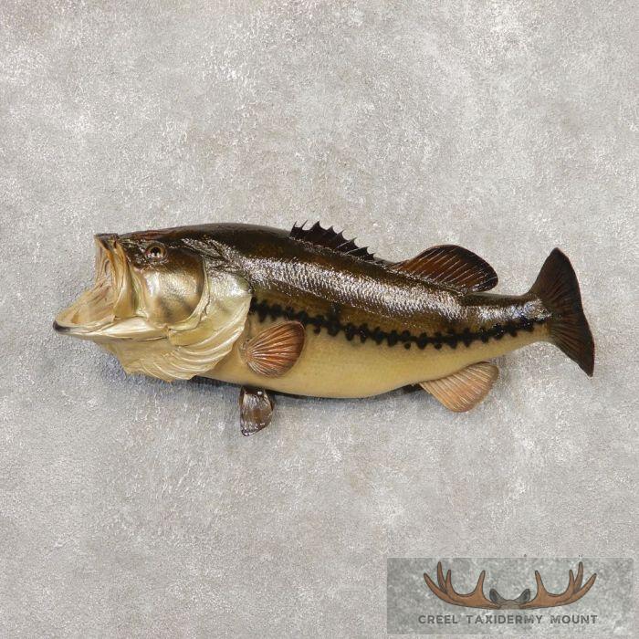 26.25" Largemouth Bass Taxidermy Fish Mount For Sale