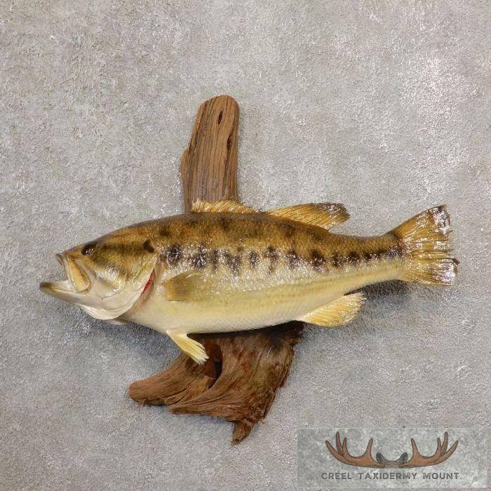 20" Largemouth Bass Taxidermy Fish Mount For Sale