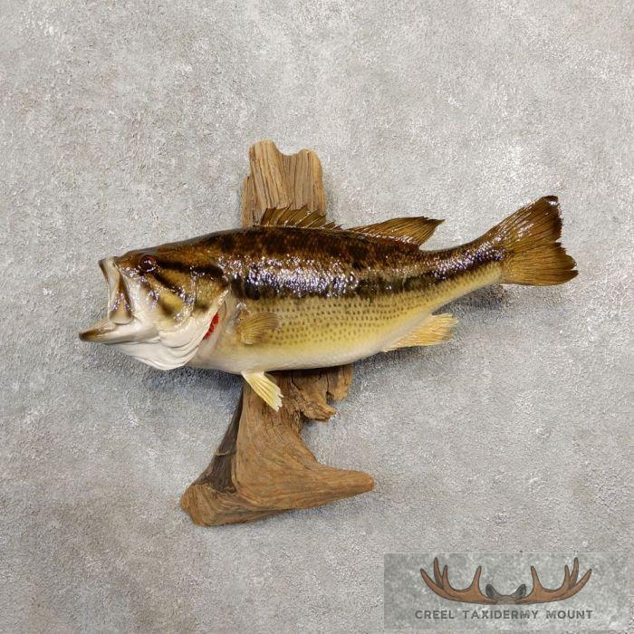 21.5" Largemouth Bass Taxidermy Fish Mount For Sale