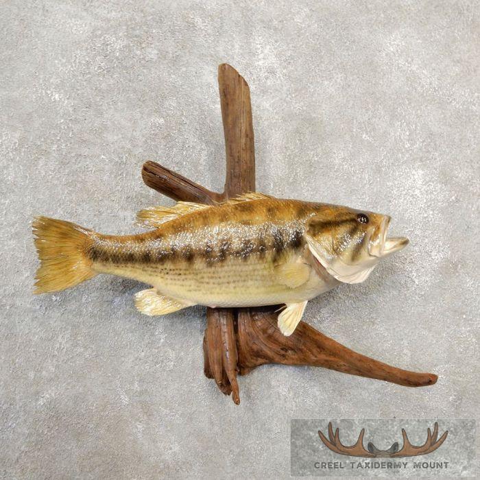 Largemouth Bass Taxidermy Fish Mount For Sale