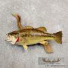 19" Largemouth Bass Taxidermy Fish Mount For Sale