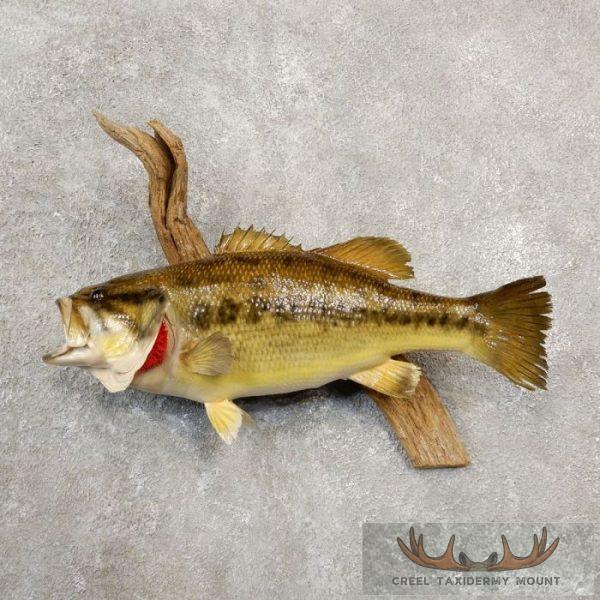 19" Largemouth Bass Taxidermy Fish Mount For Sale